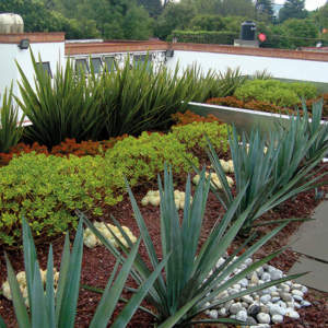 TECHOS VERDES ¿UNA BUENA OPCIÓN? | El Oficial